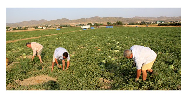 UPA señala las 13 precauciones para evitar los peligros de la ola de calor en el campo - 1, Foto 1