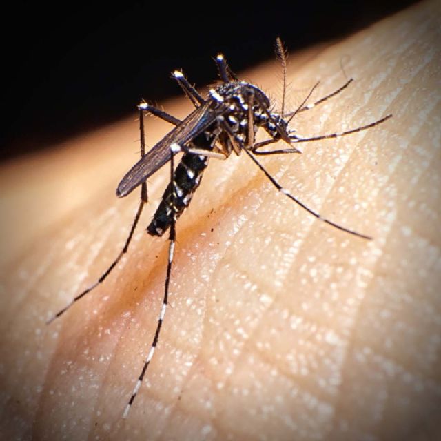 El Ayuntamiento torreño intensifica la sensibilización para combatir al mosquito tigre - 1, Foto 1