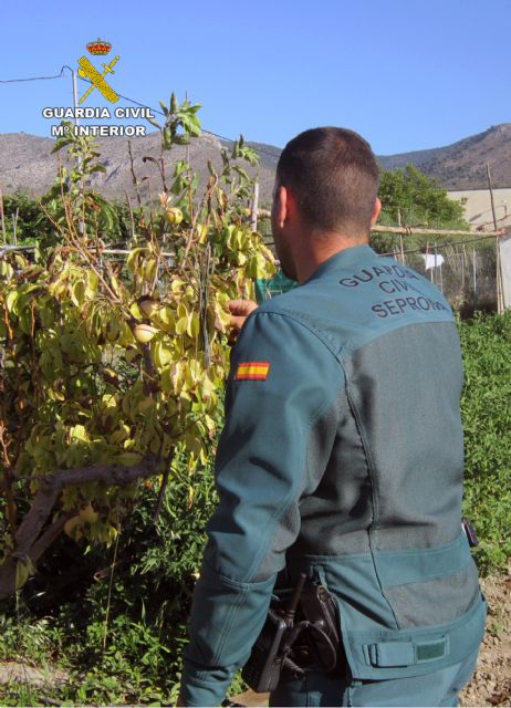 La Guardia Civil sorprende a un furtivo de jilgueros en Caravaca de la Cruz - 1, Foto 1