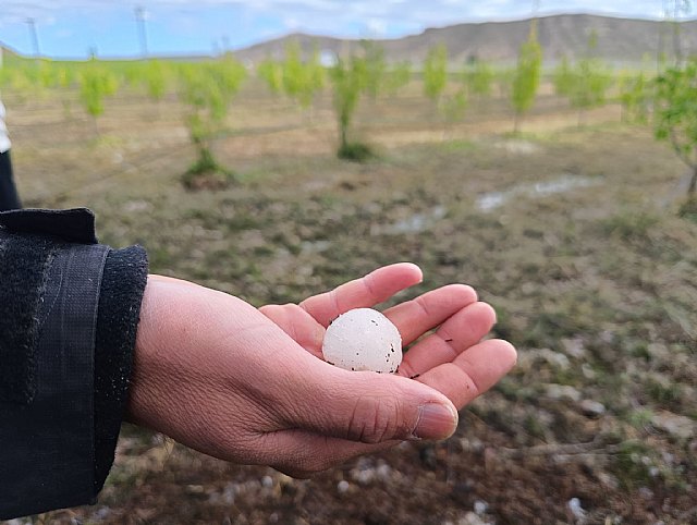El Gobierno regional incrementa el presupuesto para el seguro agrario hasta los 7,2 millones de euros en 2025 - 1, Foto 1