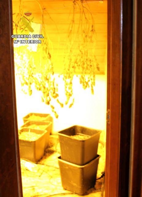 Una denuncia de maltrato animal destapa un secadero de marihuana en Murcia - 3, Foto 3