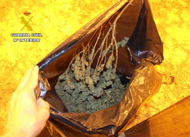 Una denuncia de maltrato animal destapa un secadero de marihuana en Murcia - 4, Foto 4