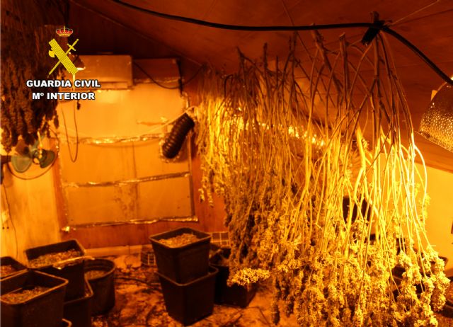 Una denuncia de maltrato animal destapa un secadero de marihuana en Murcia - 5, Foto 5