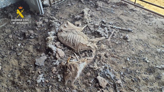 La Red de Animalistas de Izquierda Unida-Verdes de Murcia denuncia la impunidad en el maltrato animal tras la granja de los horrores de Mula - 1, Foto 1