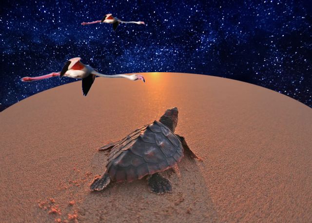 Polvo de estrellas, tortugas y flamencos - 1, Foto 1