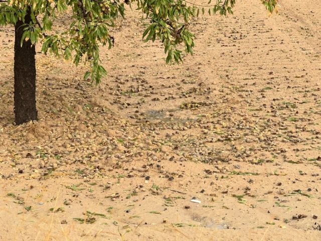 La tormenta registrada durante la tarde del 10 de agosto recorri� el norte y parte del centro de la Regi�n de Murcia