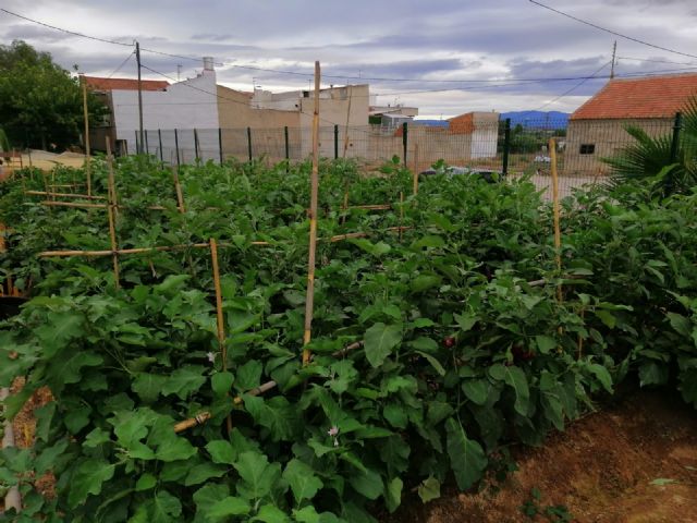 La Asamblea Comarcal de Cruz Roja en Molina de Segura recibe las hortalizas recolectadas en el Huerto de Ocio La Estación - 3, Foto 3