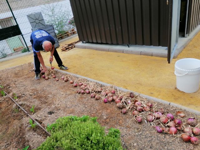 La Asamblea Comarcal de Cruz Roja en Molina de Segura recibe las hortalizas recolectadas en el Huerto de Ocio La Estación - 5, Foto 5