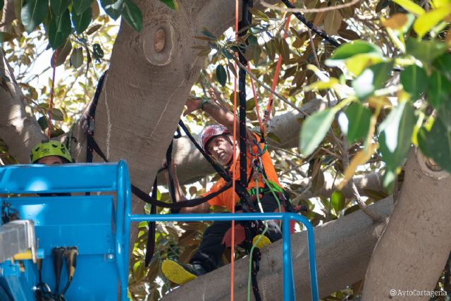 Parques y Jardines prueba la sustentación artificial en los ficus de la Plaza San Francisco - 1, Foto 1