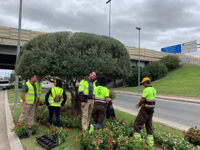 El Ayuntamiento embellece más de 300 especies arbóreas con formas artísticas - 3, Foto 3