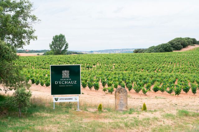 El arca de Noé del viñedo español: Dominio D’Echauz conserva en la Ribera soriana un patrimonio vegetal esencial para el futuro del vino - 1, Foto 1