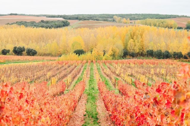 El arca de Noé del viñedo español: Dominio D’Echauz conserva en la Ribera soriana un patrimonio vegetal esencial para el futuro del vino - 2, Foto 2