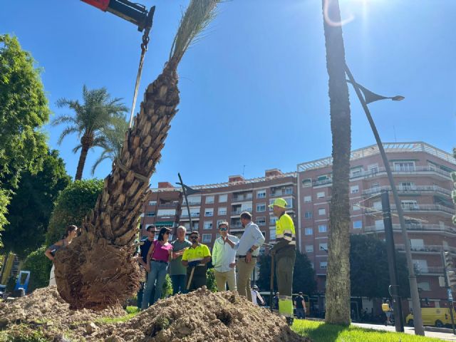 El Ayuntamiento de Murcia reduce en un 50% las palmeras afectadas por picudo rojo gracias a la labor de observación y preventiva - 2, Foto 2