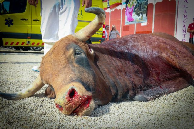 Murcia se moviliza contra la tauromaquia en la Feria de Septiembre: concentración el domingo 14 frente a la Plaza de Toros - 1, Foto 1