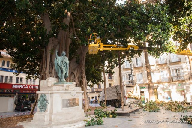 Infraestructuras poda los ficus centenarios de Cartagena - 2, Foto 2