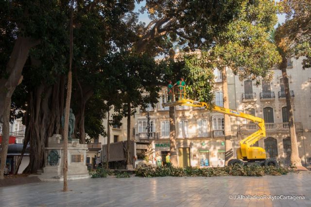 Infraestructuras poda los ficus centenarios de Cartagena - 3, Foto 3