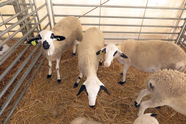 La tercera edición de la Feria del Ovino Segureño y de la Ganadería Extensiva de Caravaca arranca con las visitas de escolares - 5, Foto 5