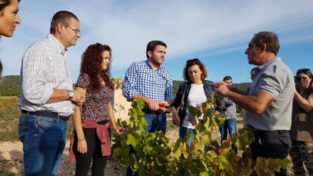 La DO Jumilla estima alcanzar esta campaña 70 millones de kilos de producción de uva de gran calidad - 1, Foto 1