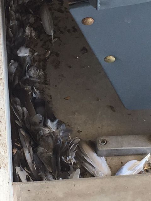 El concejal del Deportes miente al afirmar que las deficiencias del Artés Carrasco están subsanadas - 3, Foto 3