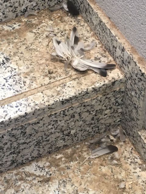 El concejal del Deportes miente al afirmar que las deficiencias del Artés Carrasco están subsanadas - 4, Foto 4