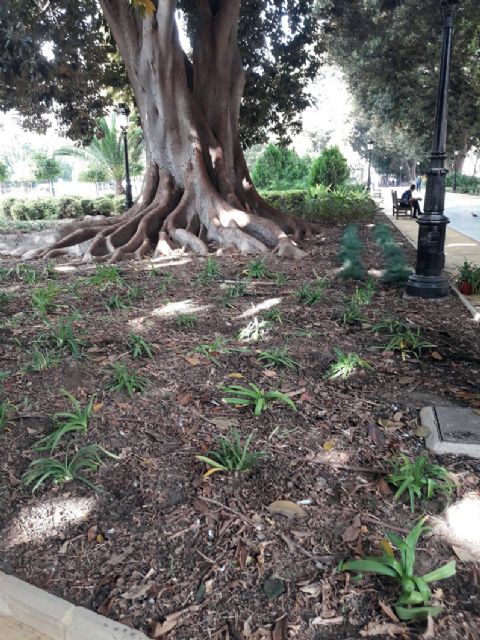 El Ayuntamiento sigue potenciado sus jardines históricos con la plantación de más de 2000 arbustos - 1, Foto 1