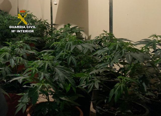 La Guardia Civil desmantela en Alguazas dos naves acondicionadas para el cultivo de marihuana  - 2, Foto 2