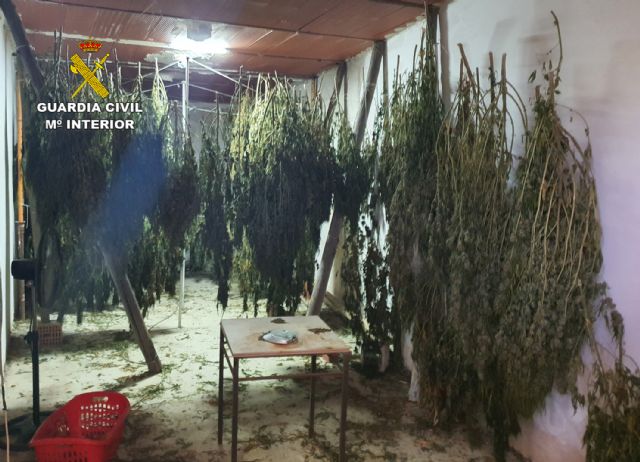 La Guardia Civil desmantela en una finca de Águilas un cultivo ilícito de marihuana - 2, Foto 2
