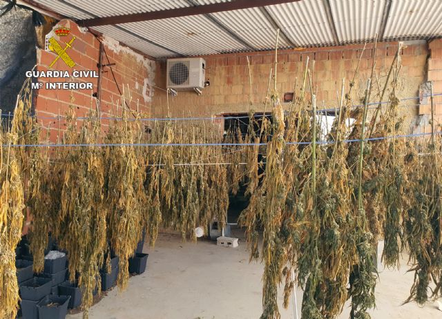 La Guardia Civil desmantela en una finca de Águilas un cultivo ilícito de marihuana - 3, Foto 3