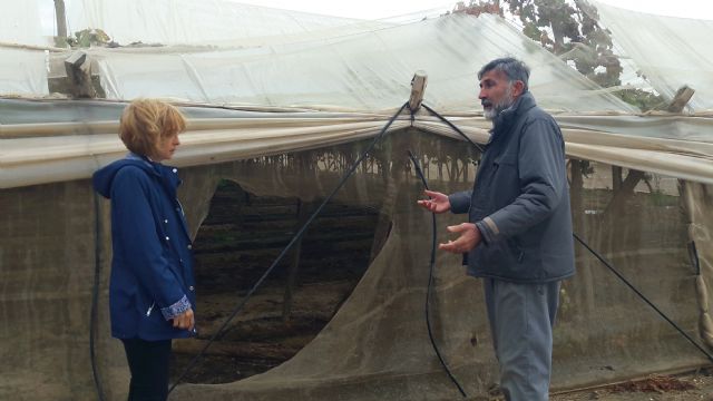 Un grupo de ladrones saquea una explotación agrícola en El Hinojar y se llevan más de una tonelada de fruta en menos de 20 minutos y a plena luz del día - 1, Foto 1