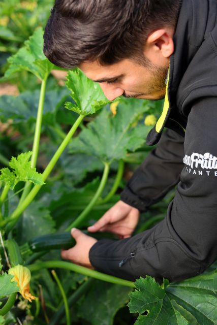 Eurofruits levante s.l. entra en anecoop y amplía su alcance en el mercado hortofrutícola - 2, Foto 2