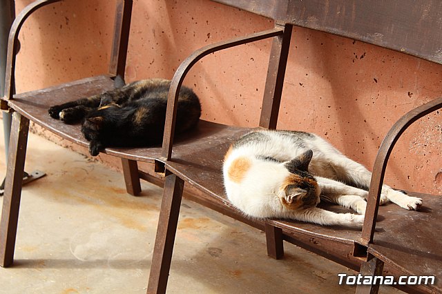 Ciudadanos reitera su apoyo a la preservacin y puesta en valor de nuestro patrimonio durante su visita al yacimiento argrico de La Bastida en Totana - 4