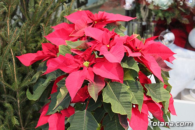 Se entregan los premios del IV Concurso de Escaparatismo de Navidad - 20