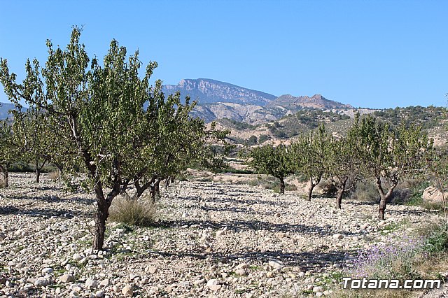 La comunidad de regantes de Totana ahorra un 10% de agua tras sustituir su canalizacin tradicional por una nueva tubera - 7