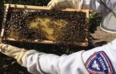 La Unidad de Apicultura de Protecci�n Civil de Totana activa el dispositivo de recogida de enjambres de abejas
