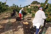 Entregan a Critas de Totana los albaricoques recolectados en el Centro de Demostracin Agraria Lomo de las Suertes