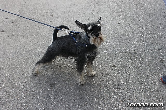 III Correvieja totanera - 8