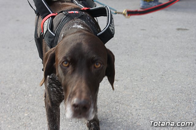 III Correvieja totanera - 21