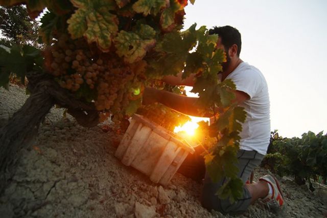 Vinoplacer apoya la recuperación del patrimonio vitivinícola español - 1, Foto 1