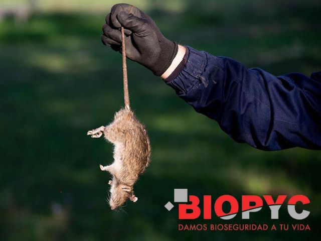Biopyc ofrece soluciones para el control de roedores adaptadas a cualquier explotación - 1, Foto 1