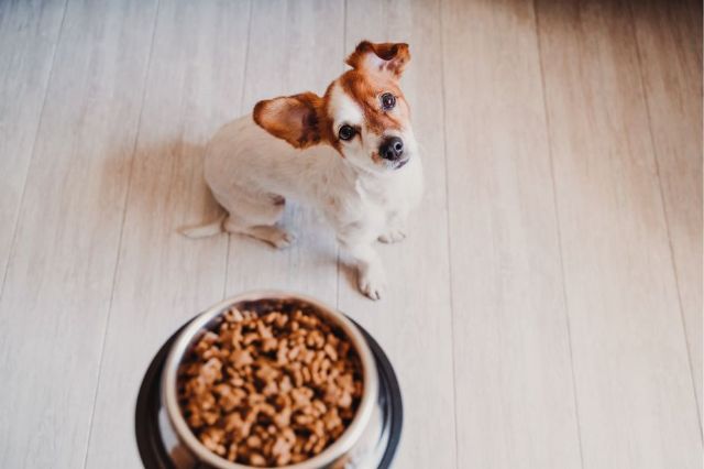 La comida saludable para mascotas llega a Mascota Planet - 1, Foto 1