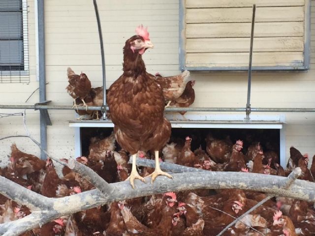 EUSKALOVO KM0 obtiene la certificación en Bienestar Animal WELFAIR - 1, Foto 1