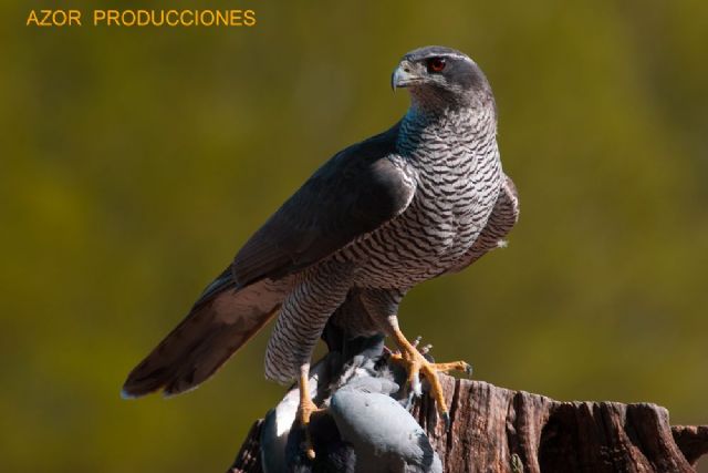 PEDN, nuevo colectivo en favor de la Producción Española de Documentales de Naturaleza - 1, Foto 1