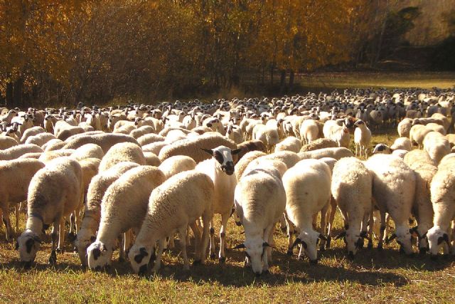 El Ministerio de Agricultura, Pesca y Alimentación establecerá ayudas directas para los ganaderos de ovino y caprino - 1, Foto 1