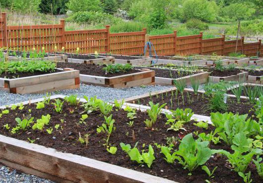 Por qué es positivo tener un huerto urbano - 1, Foto 1