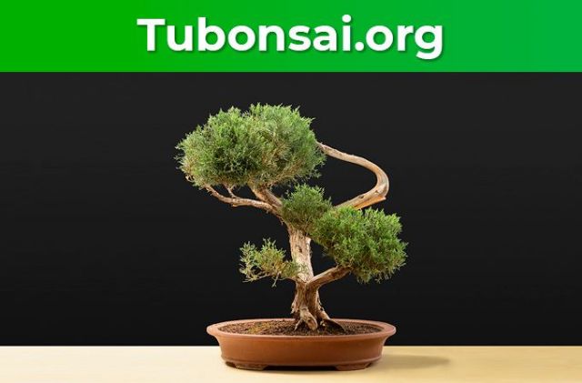 Tu bonsai inaugura su web con una estupenda selección de Bonsais y herramientas - 1, Foto 1