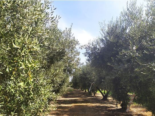 Alianza entre Vytrus Biotech e IRTA para la investigación y preservación del olivo en Cataluña - 1, Foto 1