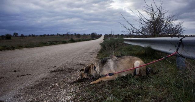 Día Mundial contra el Abandono de Animales: el coronavirus complica la situación en España - 1, Foto 1