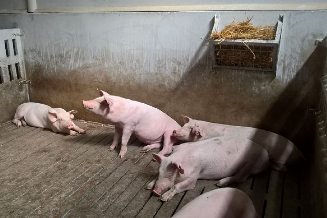 Agricultura, Pesca y Alimentación y las comunidades autónomas vigilan la temperatura de los transportes de ganado durante el verano - 1, Foto 1