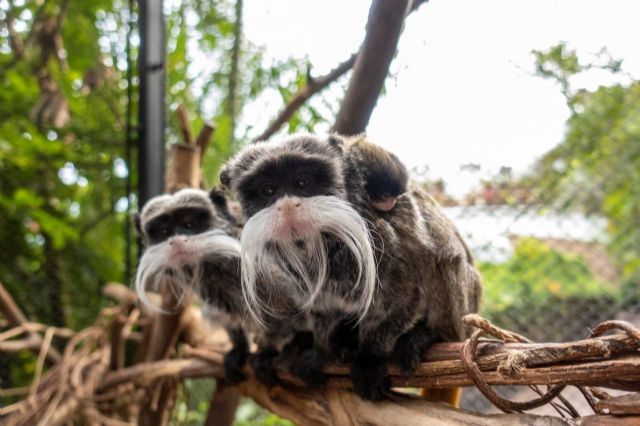 Nacen en Loro Parque dos mellizos de tití emperador - 1, Foto 1