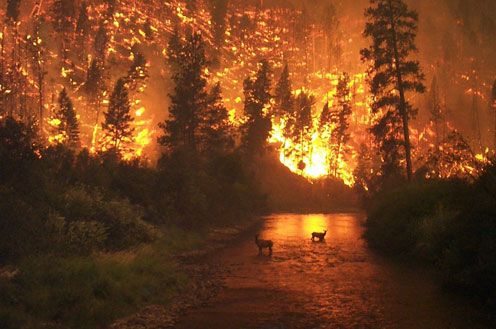 El MITECO envía 2 brigadas y 7 aviones para apoyar las tareas de extinción del incendio declarado en Monterrei (Ourense) - 1, Foto 1